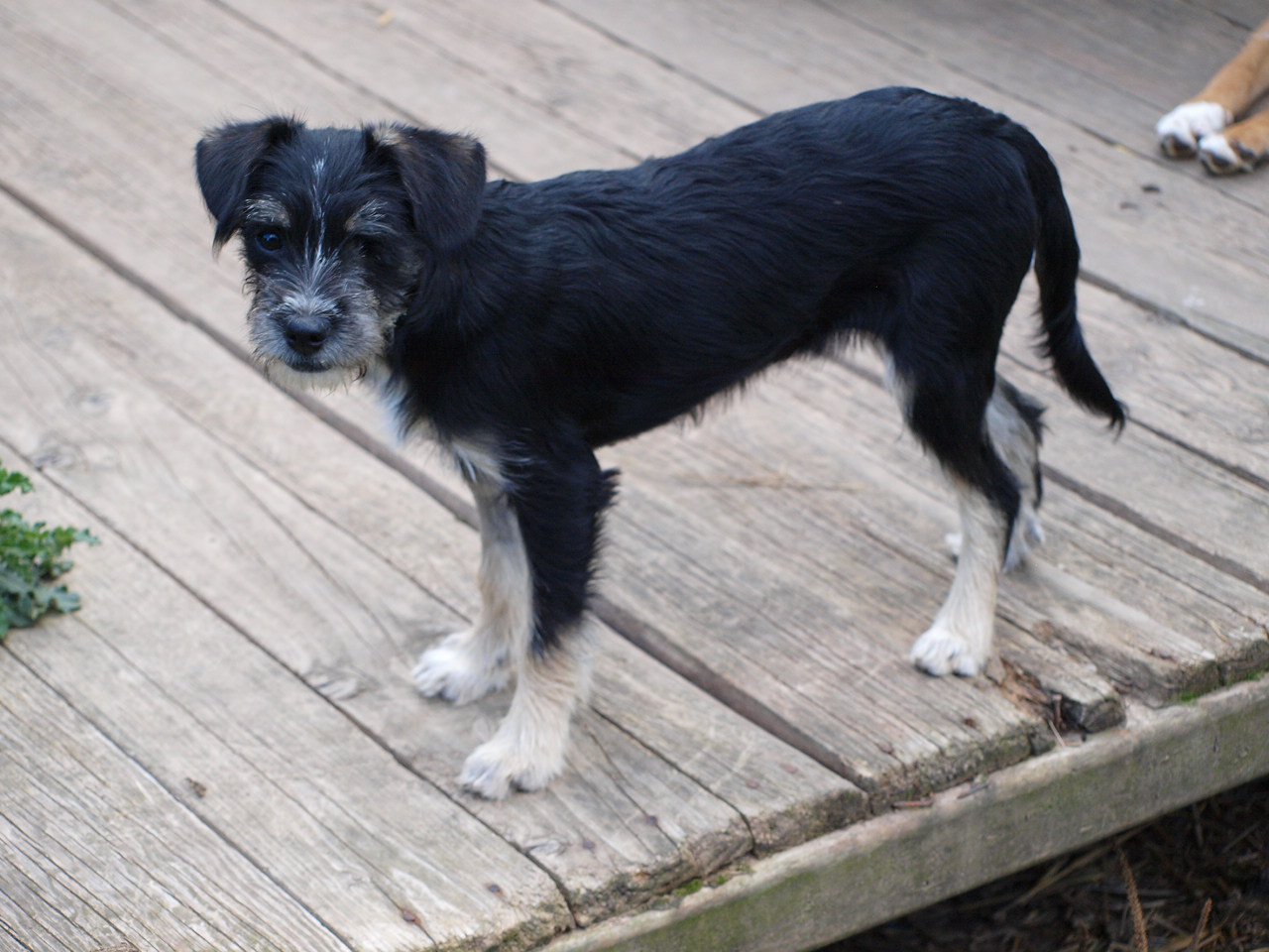 Tierheim Im Tierzentrum Gelnhausen